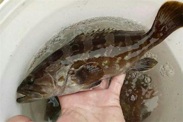 野生石斑魚多少錢一斤 價(jià)格不便宜 野生石斑魚多少錢一斤 價(jià)格不便宜