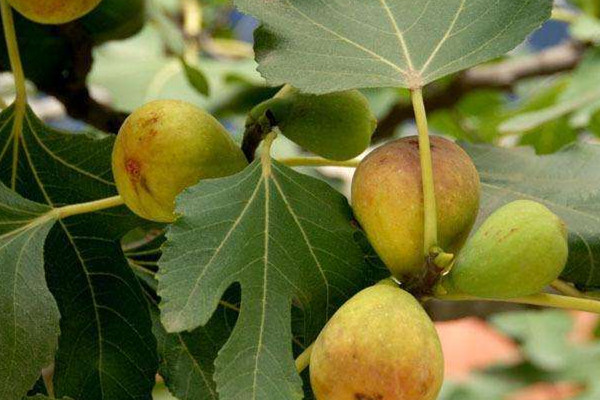 無花果可以生吃嗎 無花果生吃影響 無花果可以生吃嗎 無花果生吃影響