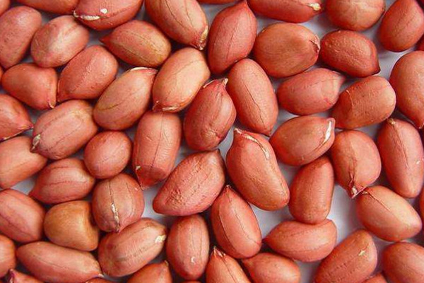 花生可以補(bǔ)血嗎 花生這樣吃補(bǔ)血 花生可以補(bǔ)血嗎 花生這樣吃補(bǔ)血