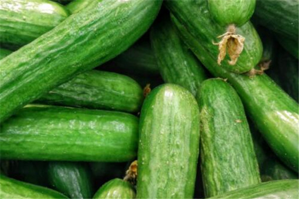 苦黃瓜能吃嗎 黃瓜為什么會苦 苦黃瓜能吃嗎 黃瓜為什么會苦