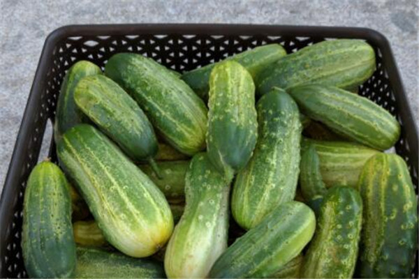 苦黃瓜能吃嗎 黃瓜為什么會苦 苦黃瓜能吃嗎 黃瓜為什么會苦