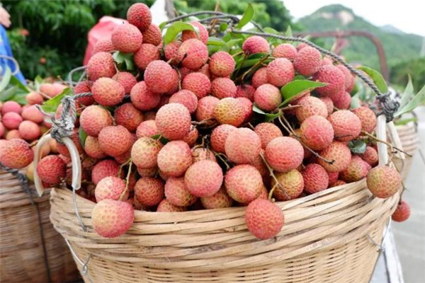 吃荔枝可以喝酒嗎 吃荔枝喝酒會(huì)過敏嗎 吃荔枝可以喝酒嗎 吃荔枝喝酒會(huì)過敏嗎