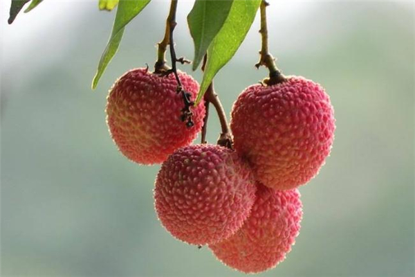 荔枝和哈密瓜能一起吃嗎 不宜吃太多 荔枝和哈密瓜能一起吃嗎 不宜吃太多