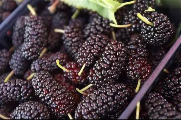 桑葚一般怎么吃 桑葚怎么吃最好 桑葚一般怎么吃 桑葚怎么吃最好