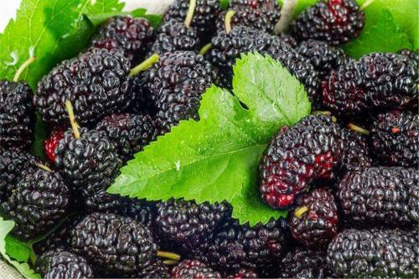 桑葚一般怎么吃 桑葚怎么吃最好 桑葚一般怎么吃 桑葚怎么吃最好