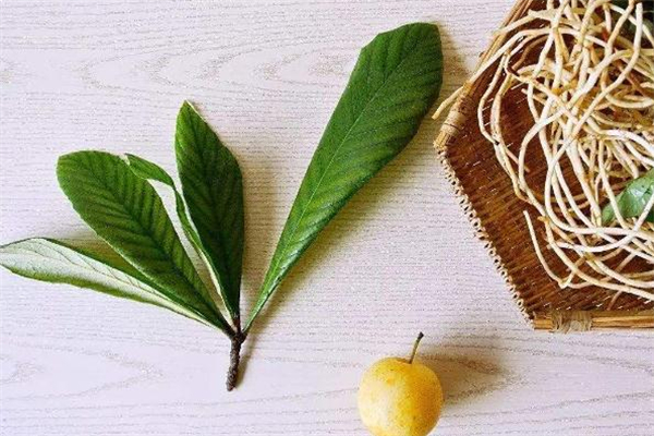 枇杷葉煮水有毒嗎 枇杷葉煮水苦正常嗎 枇杷葉煮水有毒嗎 枇杷葉煮水苦正常嗎