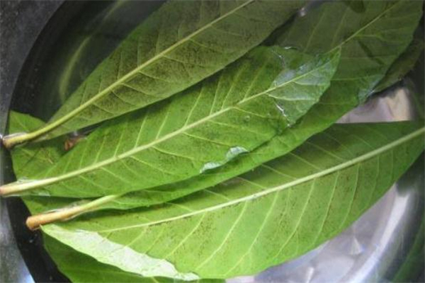 枇杷葉煮水有毒嗎 枇杷葉煮水苦正常嗎 枇杷葉煮水有毒嗎 枇杷葉煮水苦正常嗎