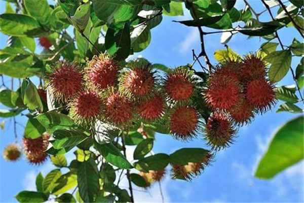 紅毛丹一天吃幾個(gè)最好 紅毛丹一天能吃幾個(gè) 紅毛丹一天吃幾個(gè)最好 紅毛丹一天能吃幾個(gè)