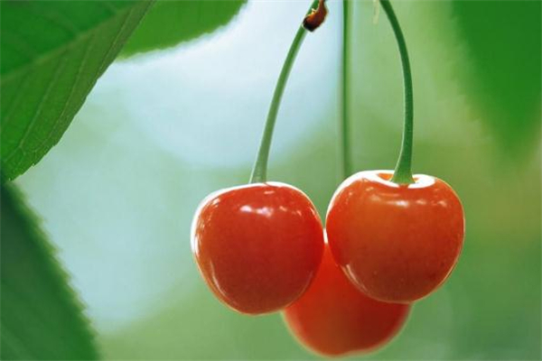 櫻桃放幾天會更甜嗎 櫻桃不甜怎么回事 櫻桃放幾天會更甜嗎 櫻桃不甜怎么回事