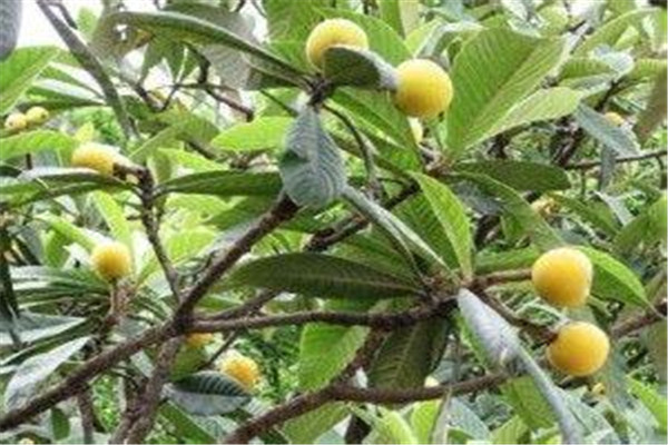 枇杷葉的功效與作用是什么 枇杷葉有什么作用 枇杷葉的功效與作用是什么 枇杷葉有什么作用