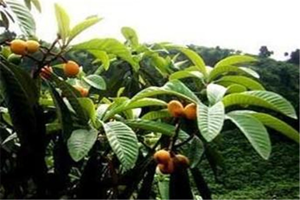 枇杷葉能吃嗎 枇杷葉怎么吃好 枇杷葉能吃嗎 枇杷葉怎么吃好