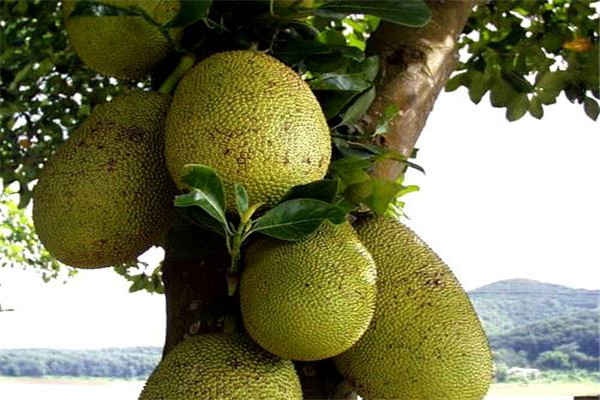 菠蘿蜜有黑點(diǎn)能吃嗎 菠蘿蜜的功效與營養(yǎng)是什么 菠蘿蜜有黑點(diǎn)能吃嗎 菠蘿蜜的功效與營養(yǎng)是什么