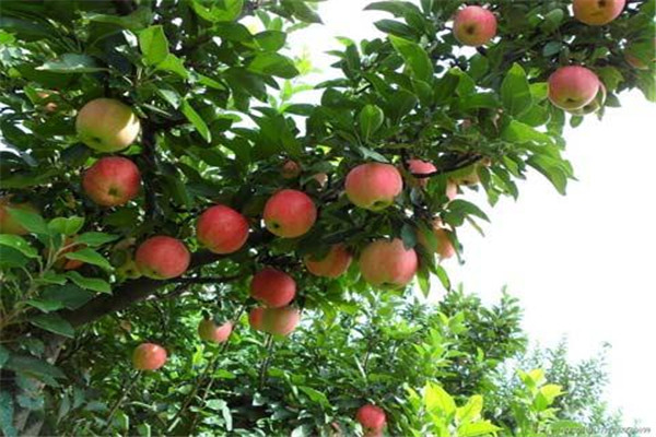 吃蘋果能瘦肚子嗎 蘋果是一種很好的減肥食物 吃蘋果能瘦肚子嗎 蘋果是一種很好的減肥食物