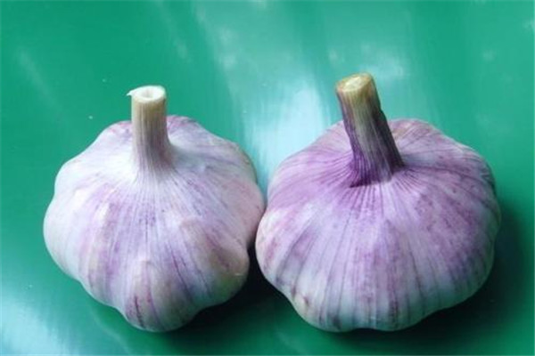 醋泡大蒜吃了能減肥嗎 醋泡大蒜多久可以吃 醋泡大蒜吃了能減肥嗎 醋泡大蒜多久可以吃