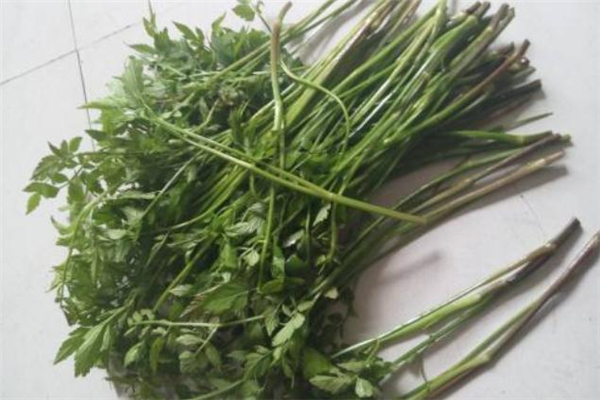 水芹菜是什么季節(jié)的 水芹菜一般是哪個季節(jié)吃的 水芹菜是什么季節(jié)的 水芹菜一般是哪個季節(jié)吃的