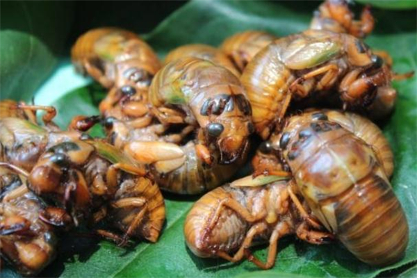 知了猴一次吃幾個(gè)最好 知了猴一次最多吃幾個(gè) 知了猴一次吃幾個(gè)最好 知了猴一次最多吃幾個(gè)