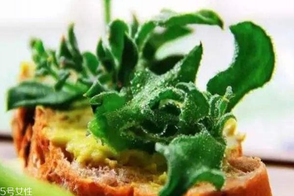 冰草是什么呢 冰草有什么作用呢 冰草是什么呢 冰草有什么作用呢