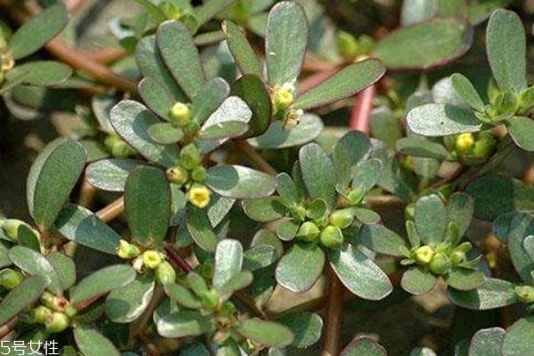 什么是瓜子菜呢 瓜子菜有什么作用呢 什么是瓜子菜呢 瓜子菜有什么作用呢