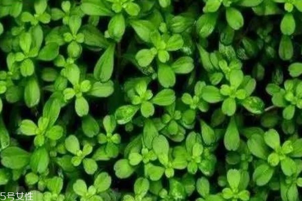 什么是瓜子菜呢 瓜子菜有什么作用呢 什么是瓜子菜呢 瓜子菜有什么作用呢