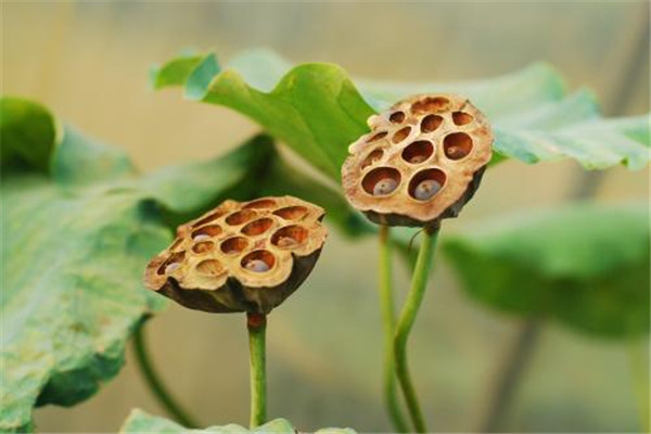 蓮子可以放多久 蓮子怎么保存 蓮子可以放多久 蓮子怎么保存