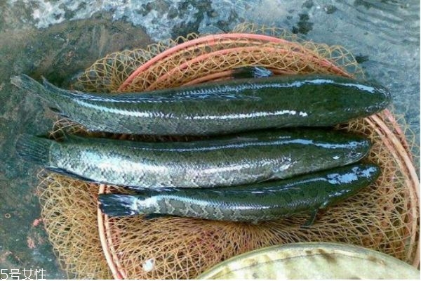 什么是黑魚呢 黑魚有什么營養(yǎng)價值呢 什么是黑魚呢 黑魚有什么營養(yǎng)價值呢