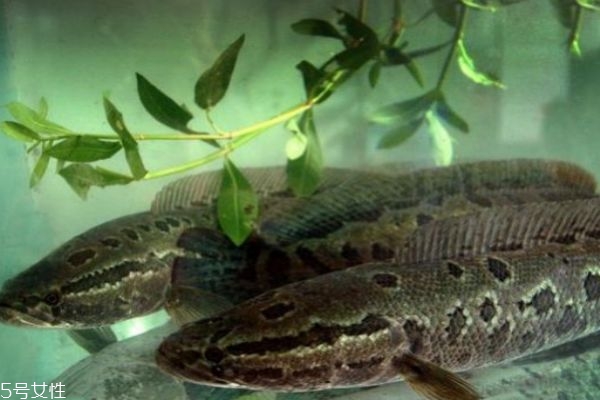 什么是黑魚呢 黑魚有什么營養(yǎng)價值呢 什么是黑魚呢 黑魚有什么營養(yǎng)價值呢