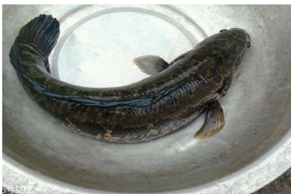 黑魚怎么做好吃呢 黑魚多少錢一斤呢 黑魚怎么做好吃呢 黑魚多少錢一斤呢