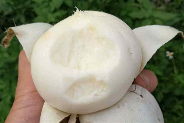 涼薯生吃好吃嗎 涼薯生吃什么味道 涼薯生吃好吃嗎 涼薯生吃什么味道