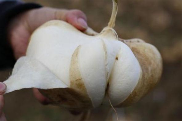 涼薯生吃好吃嗎 涼薯生吃什么味道 涼薯生吃好吃嗎 涼薯生吃什么味道