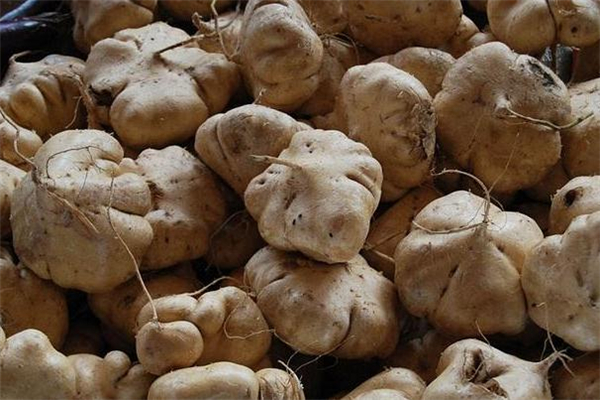 涼薯減肥期間可以吃嗎 減肥的人能吃涼薯嗎 涼薯減肥期間可以吃嗎 減肥的人能吃涼薯嗎