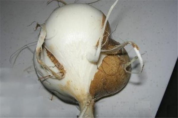 涼薯減肥期間可以吃嗎 減肥的人能吃涼薯嗎 涼薯減肥期間可以吃嗎 減肥的人能吃涼薯嗎