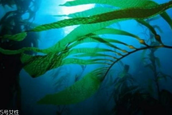 什么是海藻呢 海藻主要分布在哪里呢 什么是海藻呢 海藻主要分布在哪里呢