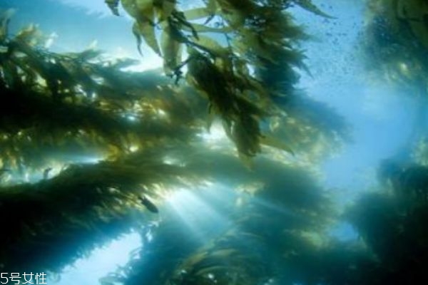 什么是海藻呢 海藻主要分布在哪里呢 什么是海藻呢 海藻主要分布在哪里呢