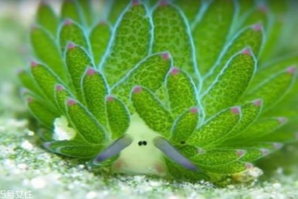 什么是海藻呢 海藻主要分布在哪里呢 什么是海藻呢 海藻主要分布在哪里呢