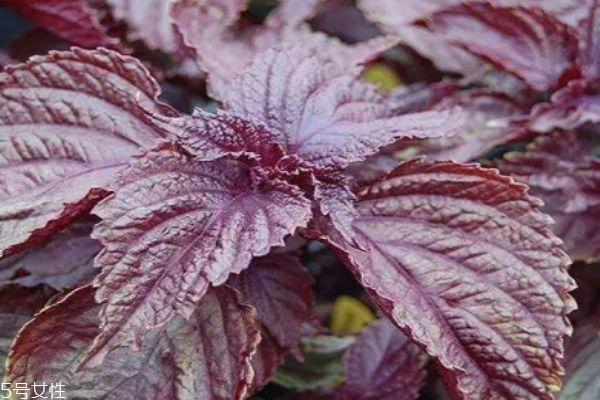 什么是紫蘇呢 紫蘇有什么作用呢 什么是紫蘇呢 紫蘇有什么作用呢