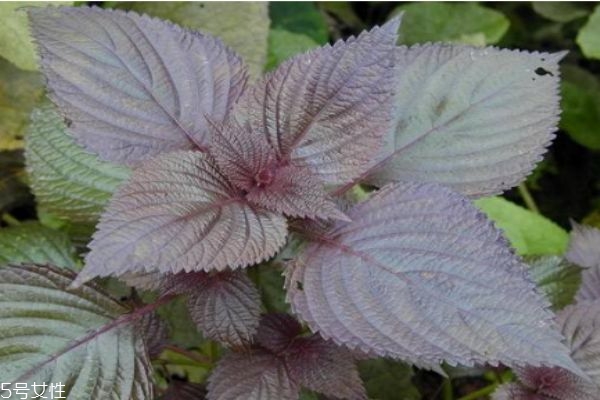 什么是紫蘇呢 紫蘇有什么作用呢 什么是紫蘇呢 紫蘇有什么作用呢