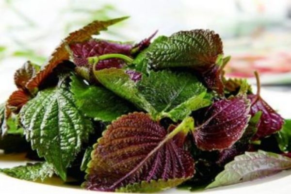 什么是紫蘇呢 紫蘇有什么作用呢 什么是紫蘇呢 紫蘇有什么作用呢