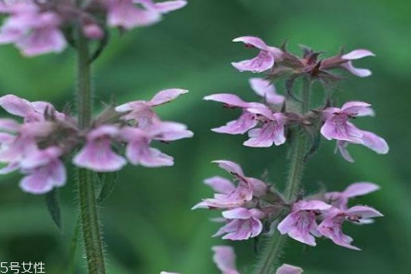 什么是水蘇呢 水蘇有什么作用呢 什么是水蘇呢 水蘇有什么作用呢