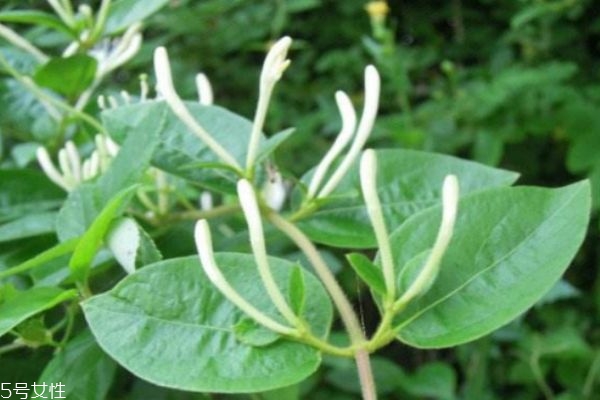 什么是忍冬呢 忍冬有什么作用呢 什么是忍冬呢 忍冬有什么作用呢
