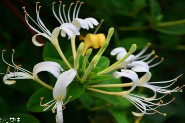 什么是忍冬呢 忍冬有什么作用呢 什么是忍冬呢 忍冬有什么作用呢