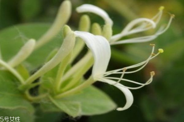 什么是忍冬呢 忍冬有什么作用呢 什么是忍冬呢 忍冬有什么作用呢