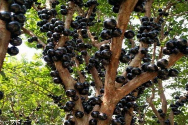 什么是嘉寶果呢 嘉寶果有什么營養(yǎng)價(jià)值呢 什么是嘉寶果呢 嘉寶果有什么營養(yǎng)價(jià)值呢