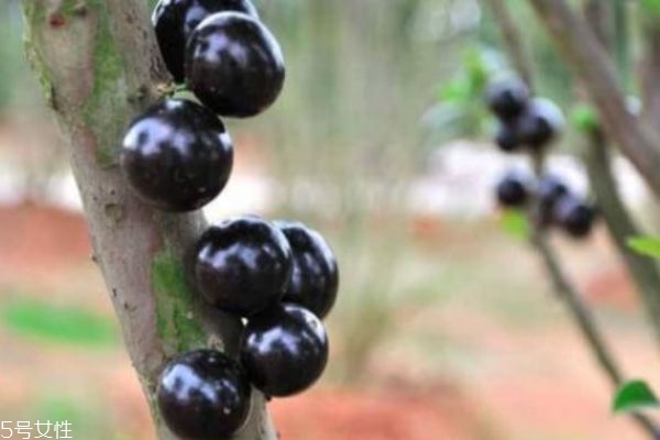 什么是嘉寶果呢 嘉寶果有什么營養(yǎng)價(jià)值呢 什么是嘉寶果呢 嘉寶果有什么營養(yǎng)價(jià)值呢