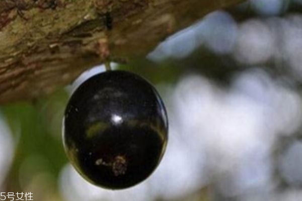 吃嘉寶果有什么注意呢 什么人不能吃嘉寶果呢 吃嘉寶果有什么注意呢 什么人不能吃嘉寶果呢