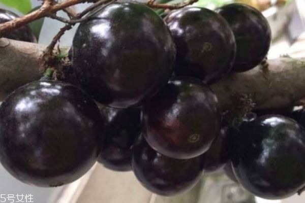 吃嘉寶果有什么注意呢 什么人不能吃嘉寶果呢 吃嘉寶果有什么注意呢 什么人不能吃嘉寶果呢