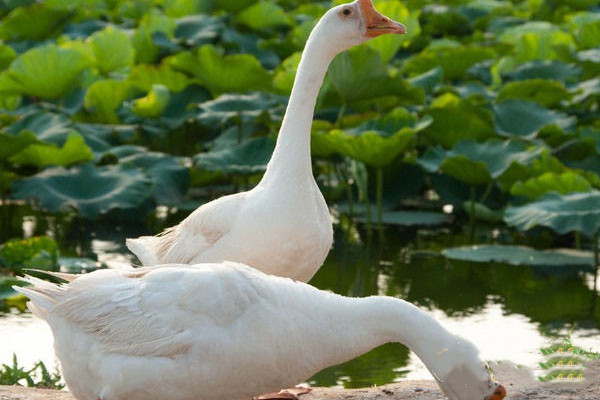 動物內(nèi)臟吃多了會怎么樣 動物內(nèi)臟什么人不能吃 動物內(nèi)臟吃多了會怎么樣 動物內(nèi)臟什么人不能吃