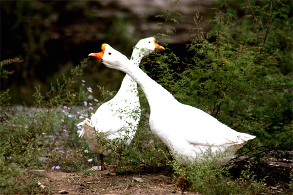 動物內(nèi)臟吃多了會怎么樣 動物內(nèi)臟什么人不能吃 動物內(nèi)臟吃多了會怎么樣 動物內(nèi)臟什么人不能吃