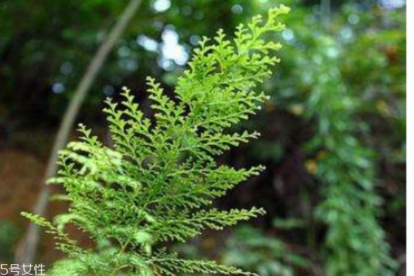 什么是烏韭呢 烏韭有什么作用呢 什么是烏韭呢 烏韭有什么作用呢