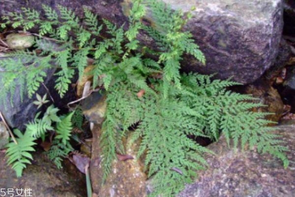 什么是烏韭呢 烏韭有什么作用呢 什么是烏韭呢 烏韭有什么作用呢