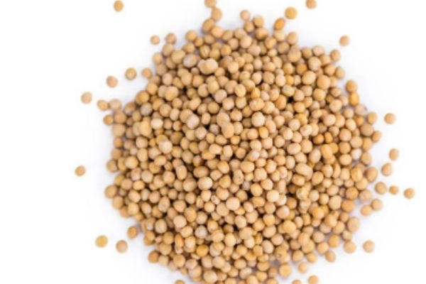 白芥子有什么副作用呢 什么人群不能吃白芥子呢 白芥子有什么副作用呢 什么人群不能吃白芥子呢